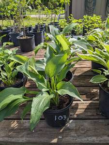 1.5 gallon Montana Hosta seedling