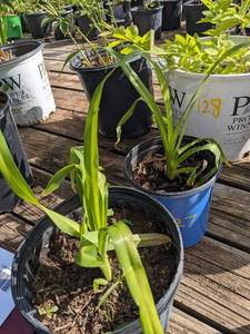 1.5 gallon Daylily, assorted colors