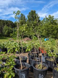 2ft - 2.5 ft Old Fashioned Lilac (One 2 gallon pot)