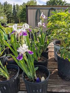 1.5 gallon Tall Bearded Iris, one assorted color and one purplewhite bicolor. Lot of 2 plants