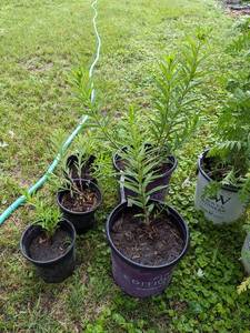 12 gal pot - Butterfly Weed
