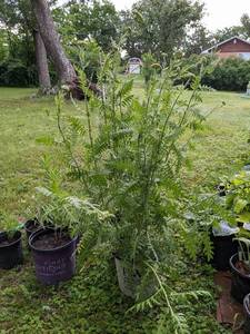 1 gal pot - Achillea  Cloth of Gold or Yellow Yarrow