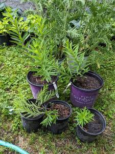 12 gal pot - Butterfly Weed