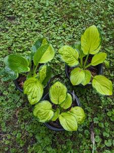 1 gal pot - Hosta Rainforest Sunrise