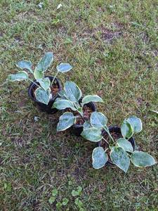 1 gal pot - Hosta First Frost