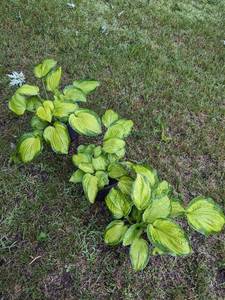 1 gal pot - Hosta Paradigm