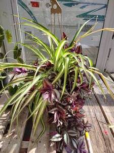 Spider Plant & Wandering Dude in 12 inch hanging basket