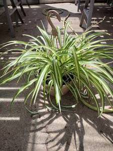Spider Plant in 12 inch hanging basket