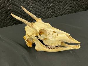 lot 22 image: Decorative Antelope Skull with Horns