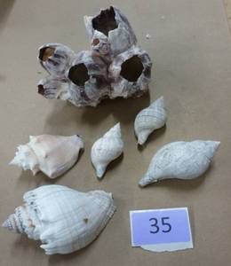 Box of nice sized sea shells