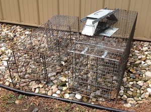 lot 71 image: Three Metal Live Traps