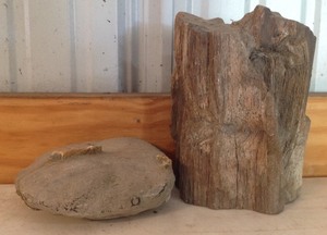 lot 19 image: Two Pieces Petrified Wood
