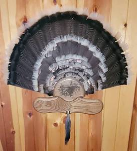 lot 320 image: Taxidermy Turkey Fan