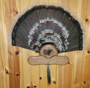 lot 322 image: Taxidermy Turkey Fan