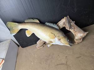 lot 195 image: Walleye Mount