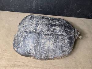 lot 197 image: Snapping Turtle Shell