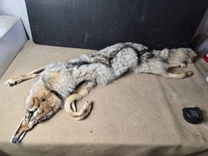 lot 198 image: Coyote Pelt