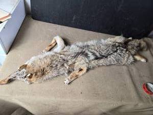 lot 199 image: Coyote Pelt