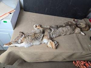 lot 200 image: Coyote Pelt