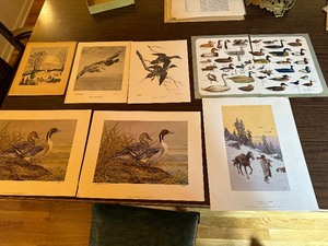 lot 213 image: WildlifeNature Prints (See Photos for Details)