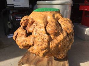 Large Wooden Burl - Stool