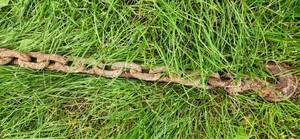 Chain Logger Chain 2 Hooks Double ended