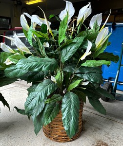 lot 402 image: Two Fantastic Faux Floral Plants