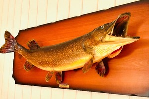 lot 146 image: Ron Telesky Taxidermy  Pickerel Fish Mount from Winnipeg, Manitoba, Canada