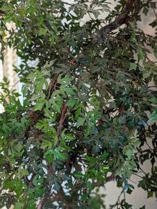 lot 54 image: Potted Faux Tree