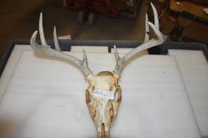 lot 21 image: Deer Mount
