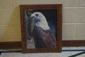 Picture of an Eagle