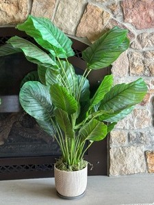 lot 27 image: Pair of Faux Calathea Orbifolia Plants