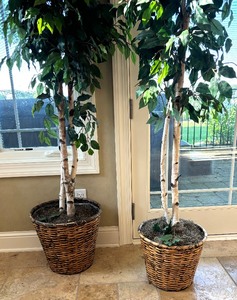 lot 147 image: Two Fine Faux Ficus Trees
