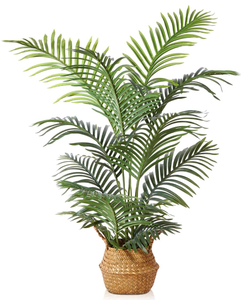 lot 198 image: LOMANTO Majesty Palm Plant for Home Decor
