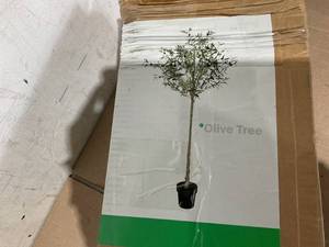 lot 521 image: Artificial Olive Tree
