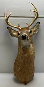 lot 4 image: Vintage Eight Point Whitetail Mount