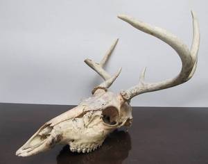 lot 90 image: Genuine Deer Skull & Antlers