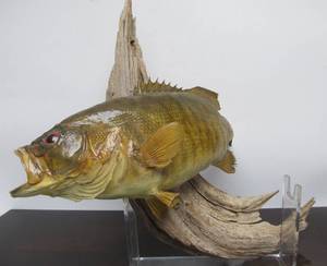 lot 68 image: Excellent Large Taxidermy Bass Mount