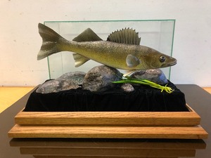 lot 59 image: Excellent Taxidermy Walleye Display in Quality Glass Display Case