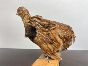 lot 408 image: Genuine Taxidermy Grouse