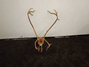 lot 257 image: Mounted Caribou Antlers