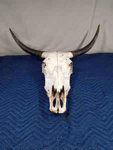 lot 18 image: Yak skull with horns