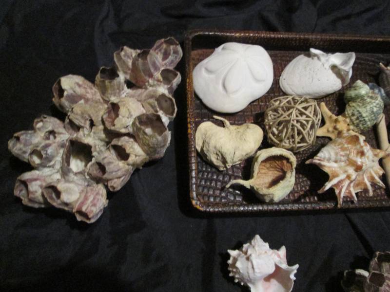 Sand Dollars and Sea Shells amongst a Textured wood serving tray