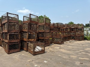lot 84 image: 10 Metal Cages 48 x 40 x 3 Tall. First Come On Removal Date get First Choice from cages shown.