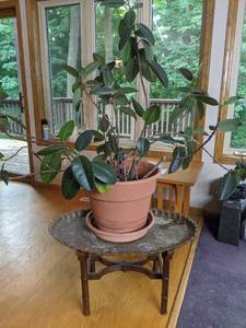 lot 47 image: Live Potted Rubber Plant