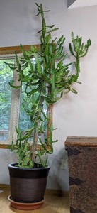lot 9A image: Healthy 9 Tall Cactus Plant with Plastic Pot