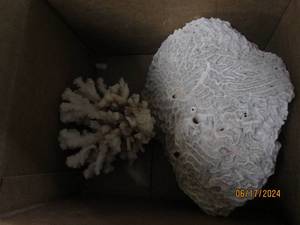 lot 46 image: vintage coral...