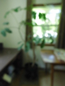Large potted Indoor Tree...