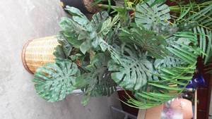 lot 513 image: Silk Plants (2) Large.