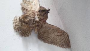 lot 354 image: Owl Mount.